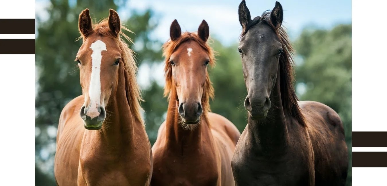 The Biography Pen most expensive horse breeds