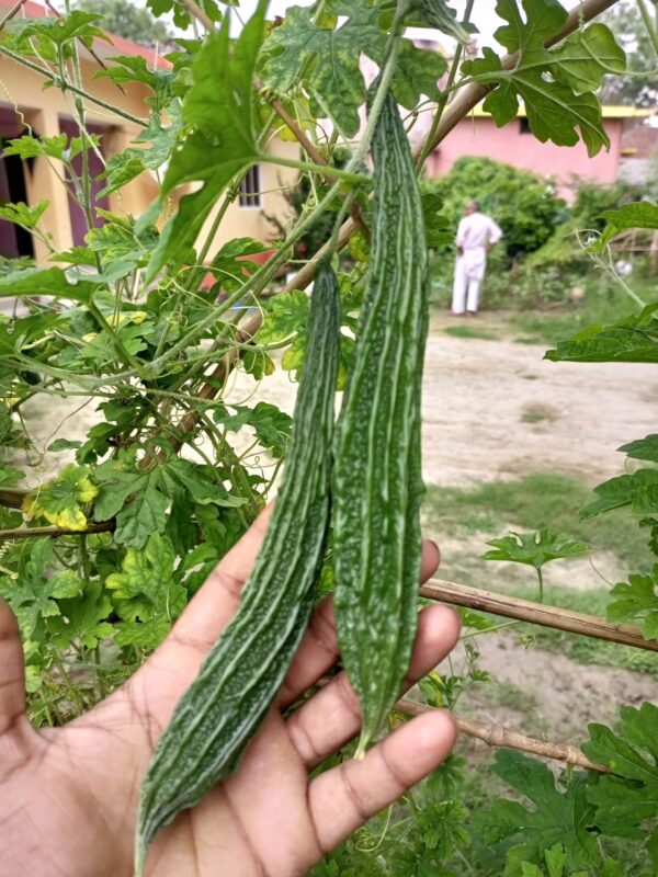 Bitter gourd's many secrets of health are hidden in its bitterness