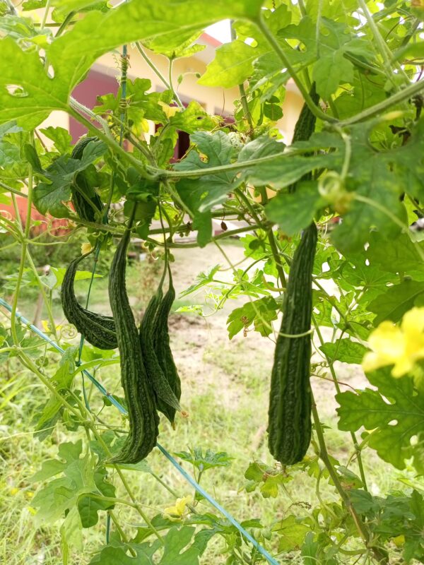 Surprising Health Benefits of Bitter Gourd in Human Life