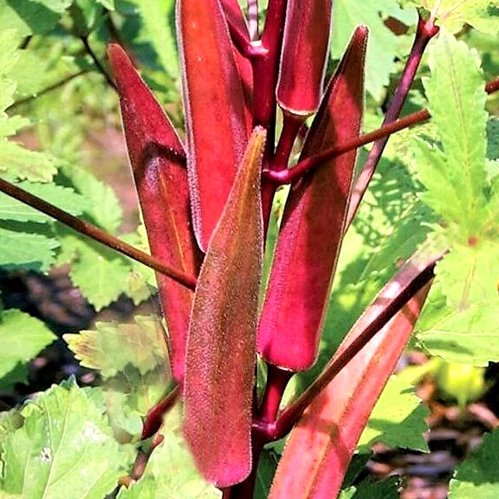 Also referred to as red okra, this variety produces deep red pods