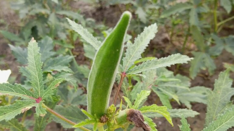 Asian Okra with the complete details