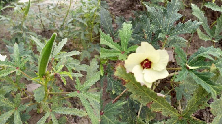 Lady finger (lady finger in hindi) uses, nutrients, benefits