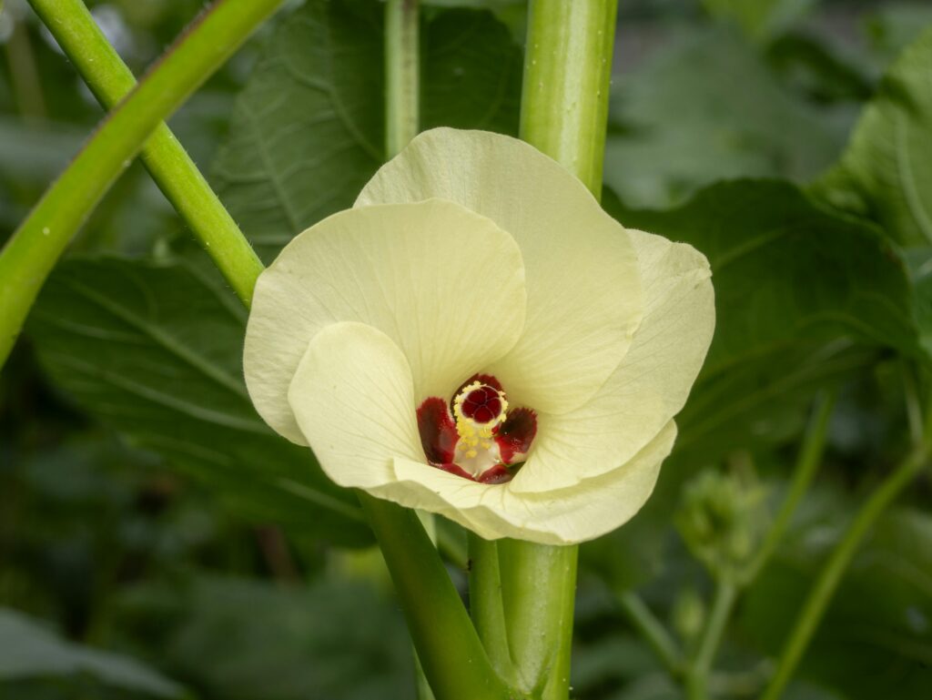 Organic Okra flowers is the best flowers